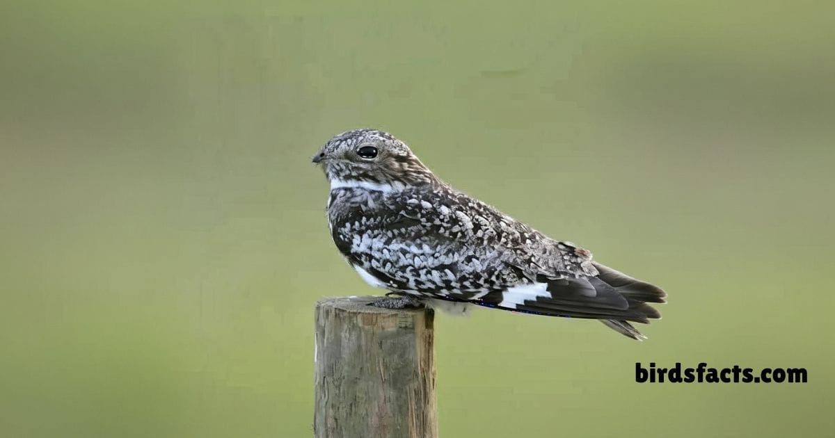 Common Nighthawk in flight at dusk showing long wings and mottled plumage.