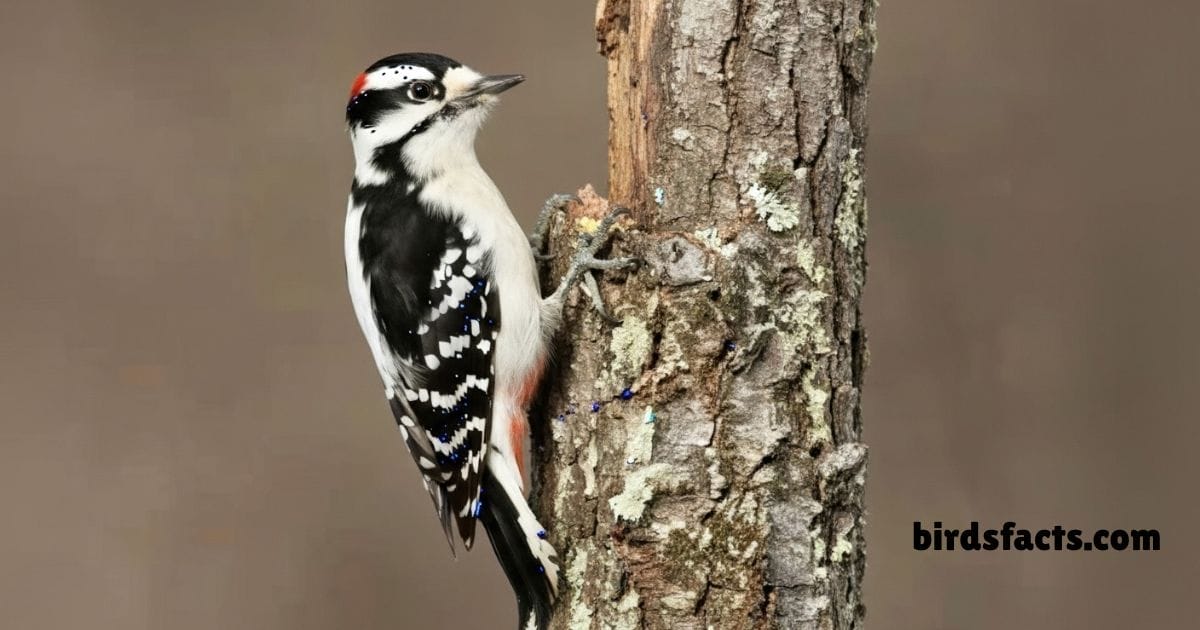 Downy Woodpecker clings to tree trunk with black and white markings.