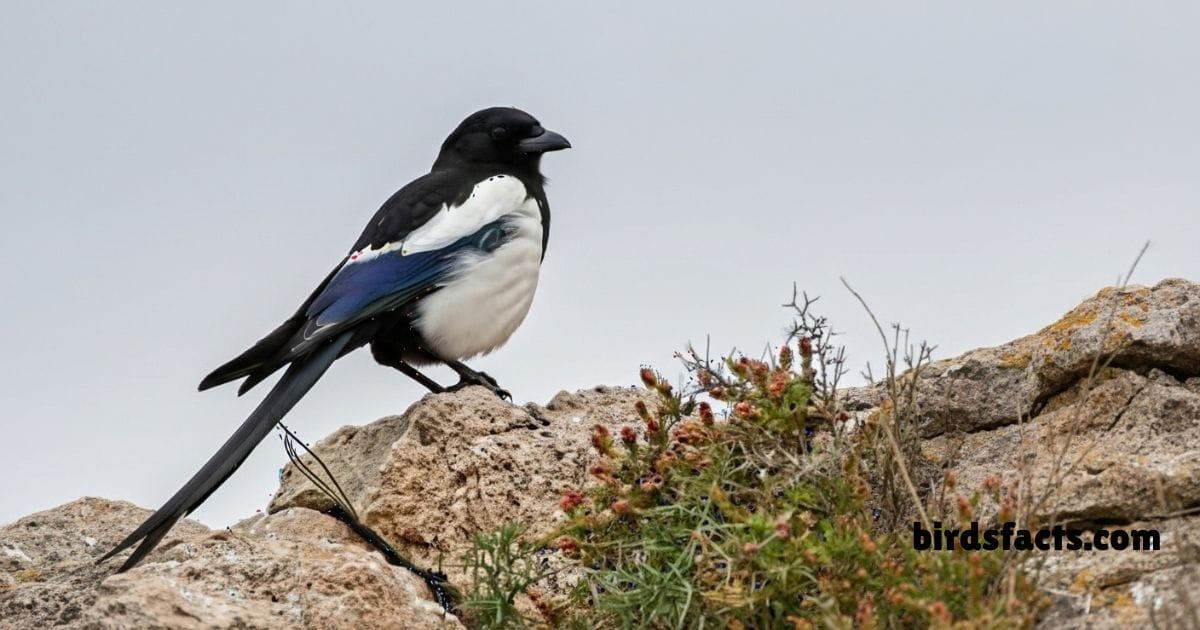 Eurasian Magpie perched on branch showing black white and iridescent feathers.