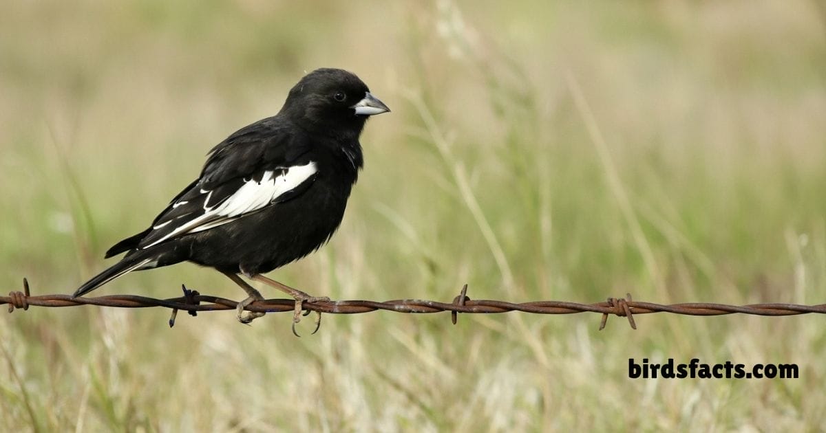 Lark Bunting perched on grass stem showing black body and wings.