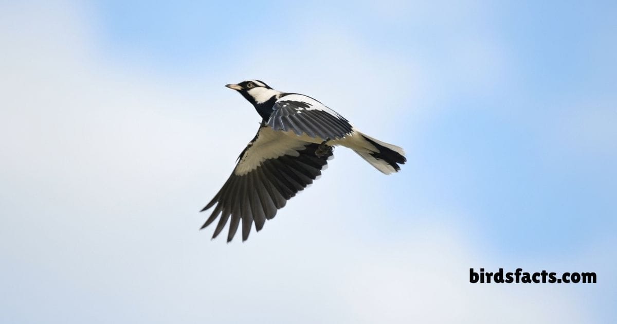 Magpie Lark standing on ground showing black white plumage and markings.