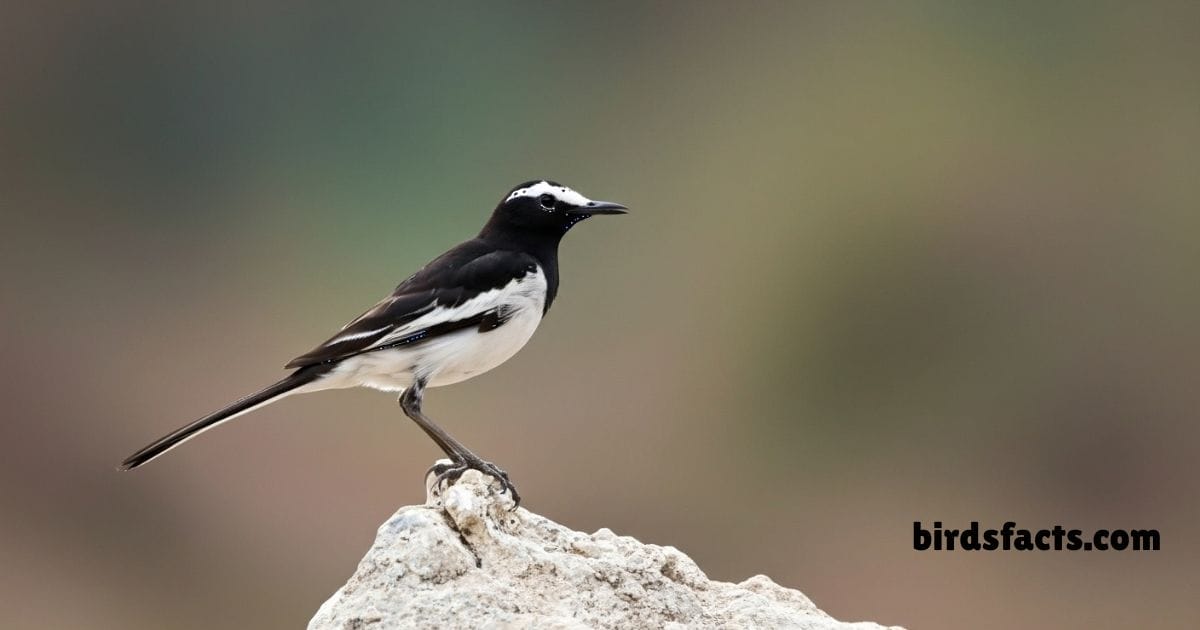 Oriental Magpie Robin Perched On Branch Showing Black White Glossy Plumage.