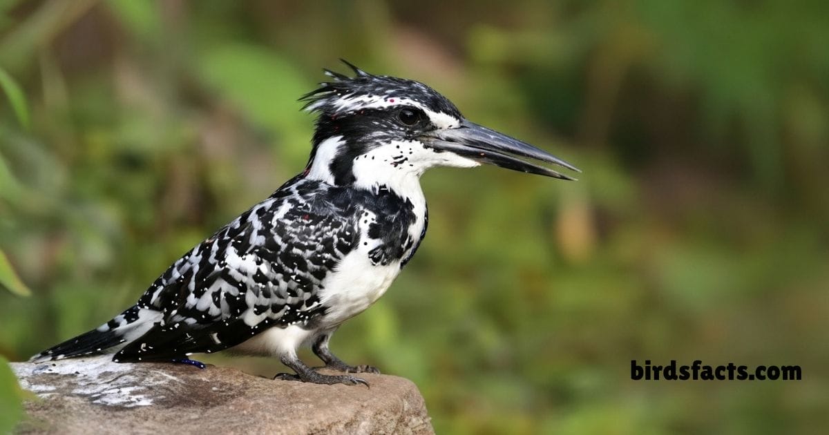 Pied Kingfisher Hovering Above Water Showing Black White Wing Pattern.