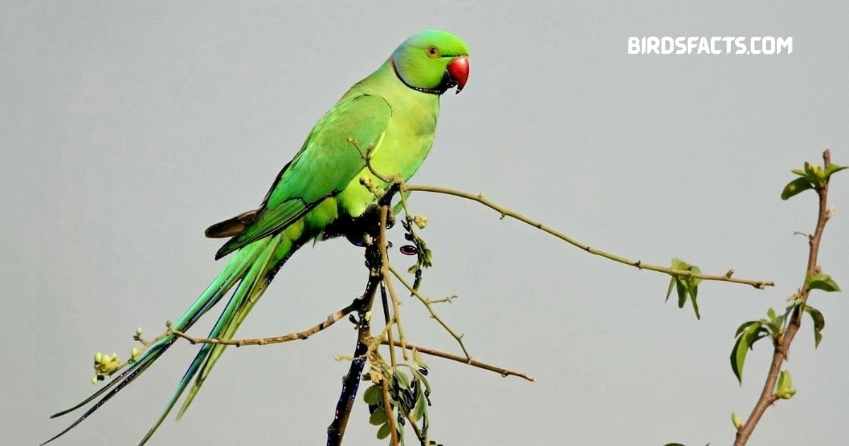 “Psittacula parakeet green parrot perched on branch”