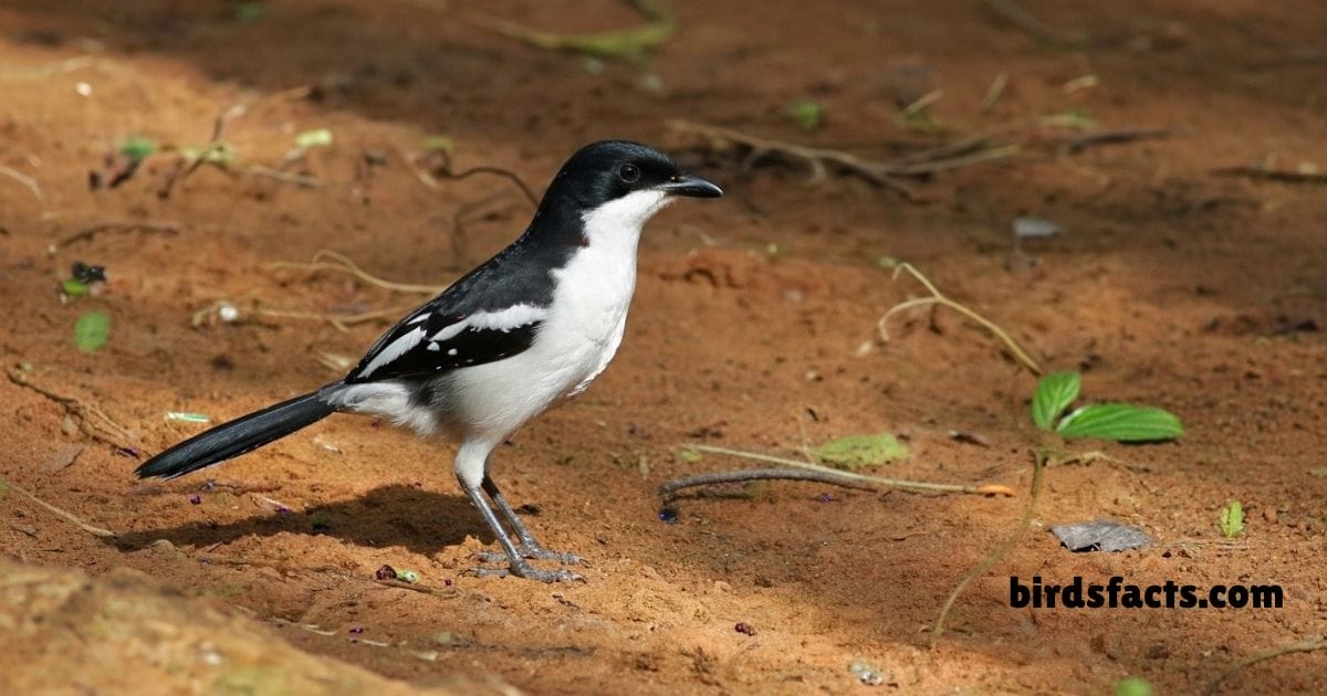 Swamp Boubou Perched On Branch Displaying Black White Plumage Pattern.