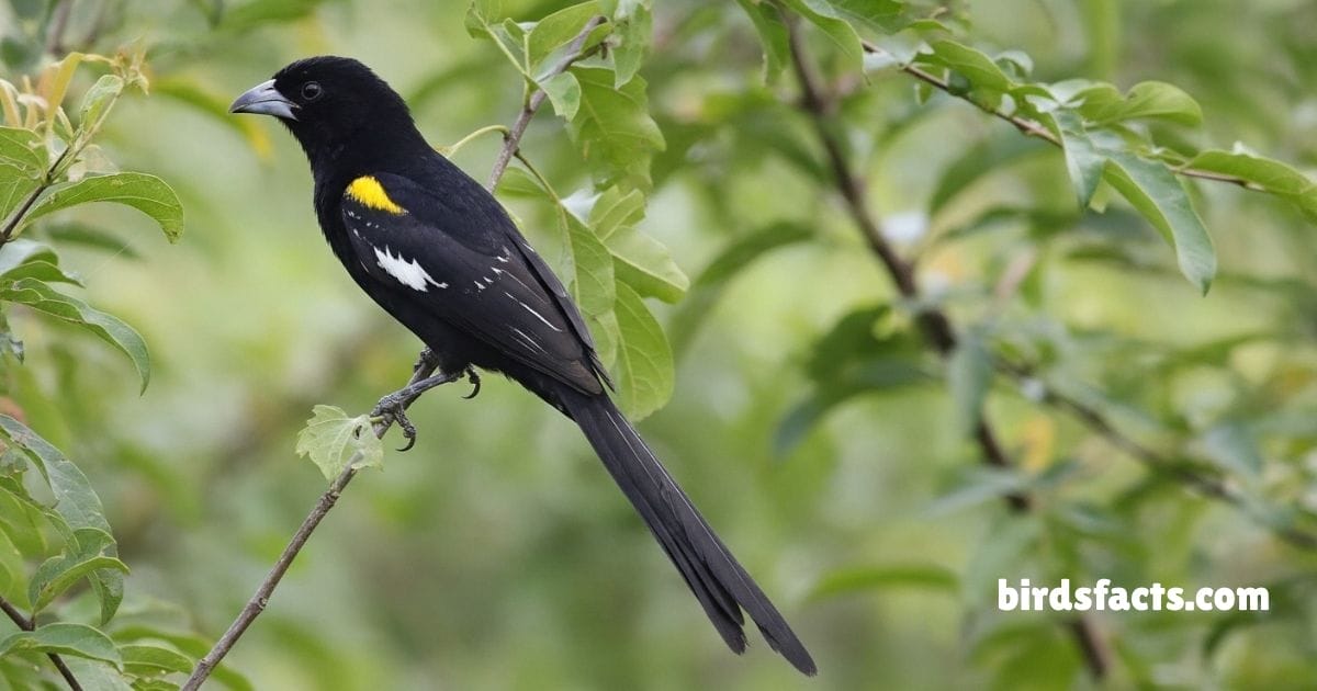 White Winged Widowbird Perched On Grass Showing Black White Wing Feathers.