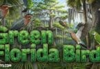 Green Florida Birds You’ll Love to See in Nature and Backyards