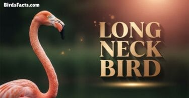 Long Neck Bird