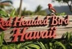 Where to Find the Red Headed Bird Hawaii: Best Birding Spots