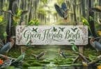 Green Florida Birds You’ll Love to See in Nature and Backyards