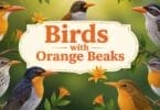 birds-with-orange-beaks