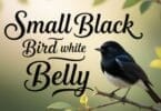 small-black-bird-with-white-belly