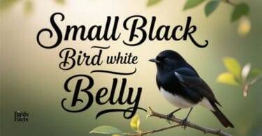 small-black-bird-with-white-belly