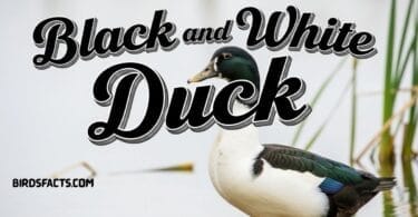 Black and White Duck