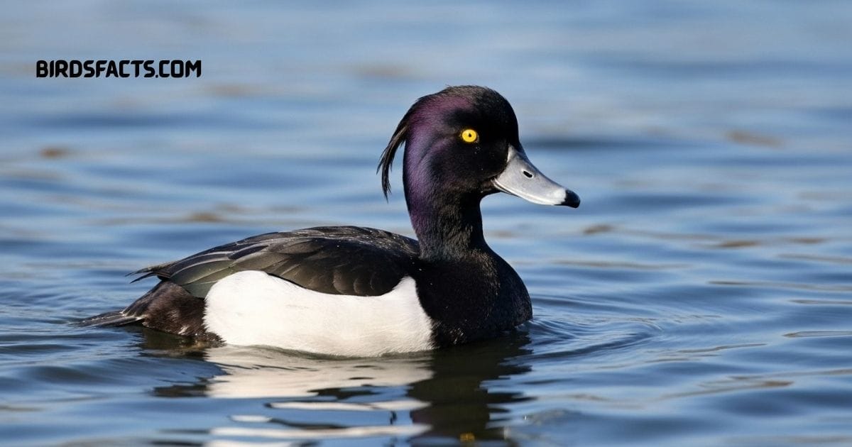 Tufted Duck with black and white plumage and distinctive head tuft swimming on a lake 2