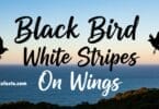 Complete Guide to Identifying Yellow and Black Birds