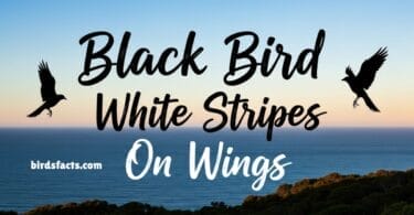 Complete Guide to Identifying Yellow and Black Birds